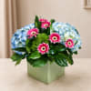 Blue hydrangeas and pink gerbera daisies in a square vase