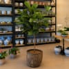 Potted fiddle leaf fig tree in a decorative planter inside a plant shop