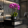 Premium Purple Six Swan Cascade Orchid Arrangement with a Black Vase 12&rdquo;