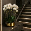 White orchids in a gold bowl planter on a dark stone surface