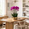 Upscale Purple Six Swan Cascade Orchid Arrangement with a Gold Vase 12&rdquo;
