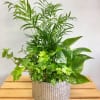 Mixed green houseplants in a ribbed metal planter