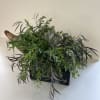 Mixed green plant arrangement in a black rectangular container
