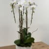White orchid arrangement in a white ceramic pot