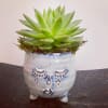Succulent in a small face-shaped ceramic planter