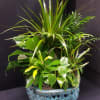 Mixed green houseplants in a blue ceramic planter