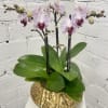 Potted pink orchid plant in a gold textured container