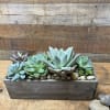 Succulent arrangement in a rectangular wooden planter with decorative stones