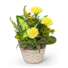 Yellow carnations in a woven basket with assorted green foliage