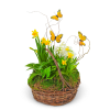 Basket arrangement with yellow daffodils, white hyacinths, and butterfly picks