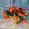 Orange Christmas cactus in a gold pot