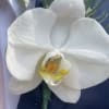 White orchid boutonniere with blue ribbon
