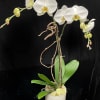 Tall white phalaenopsis orchid plant in a two-tone ceramic pot against a black background