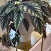 Potted plant with dark patterned leaves in a white container