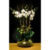 Six white Phalaenopsis Orchid plants designed in a clear glass bowl vase