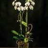 White orchids in a square glass vase with curly vine accents