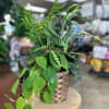 Mixed green houseplant arrangement in a woven basket planter