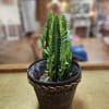 Potted succulent in a woven basket planter
