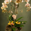 Tall orchid arrangement in a dark pedestal vase with moss and decorative accents