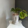 Beautiful minds grow beautiful things. This maranta plant is growing from Mr.