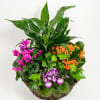 Our combination of blooming and green plants look great, grow well together