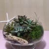 Succulents, Air Plants in 8" Bawl vase