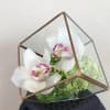 Orchid blooms ,Dianthus in 5" glass cube 