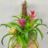Bromeliad plants in wooden box 
