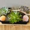 Succulents in plastic container. 