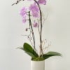 Pink orchid arrangement in a white ceramic pot
