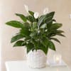 Six inch peace lily in basket 