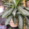 Potted variegated houseplant with silver-green leaves in a woven basket