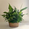 This is copper low container with mini peace lilies dressed up for
