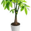 Braided-trunk Money Tree plant makes a fresh, modern gift for housewarmings, office
