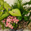 Pink flowers in a decorative planter with assorted green foliage