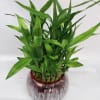 lucky bamboo canes makes a fresh, modern statement - perfect as a