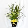 Potted dracaena plant with a yellow ribbon in a black container