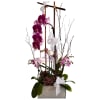 Orchids plants with a touch of succulents and bird branches! Elegant!