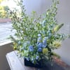 Ethereal light-blue delphinium petals shimmer in the sunlight, creating a stunning garden