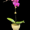 Pink orchid plant in a cream pot against a black background