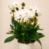 White Phalaenopsis with green foliage, pale pink buds and chartreuse moss in