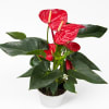 Potted plant with red anthurium flowers and dark green leaves in a white container