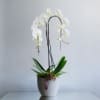 Clean and simple, an orchid potted in a modern cement container is
