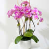 Pink orchids arranged in a white pot with broad green leaves