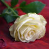 250 Stems of White Roses. This product is not in a vase.