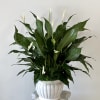 White peace lilies in a white ceramic pot
