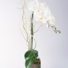 White orchid arrangement in a clear square vase with curly branches