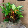 Mixture of indoor plants in a neutral container.