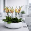 Potted orchids with yellow-pink blooms in a white bowl planter