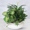 Mixed green houseplants in a white bowl planter